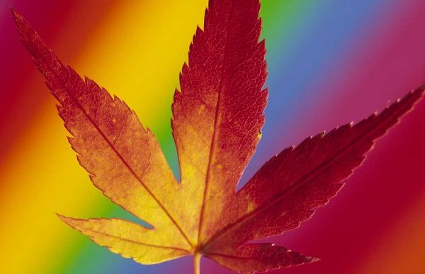 Satushek, Steve 아티스트의 Abstract of autumn-colored Japanese maple leaf작품입니다.